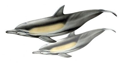 Delfín comun pico largo (Delphinus capensis)